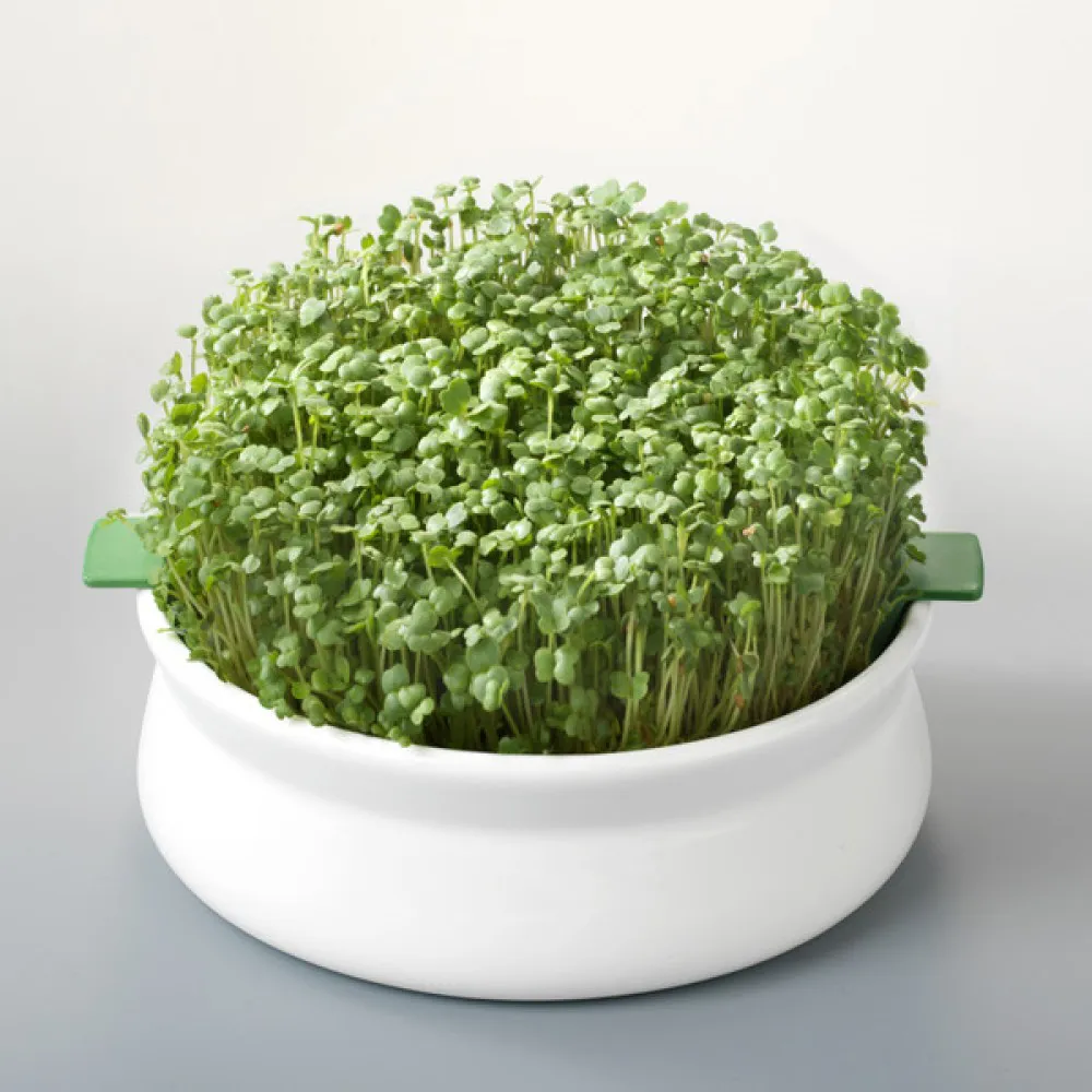 Vas de ceramica cu sita pentru germinare seminte mucilaginoase