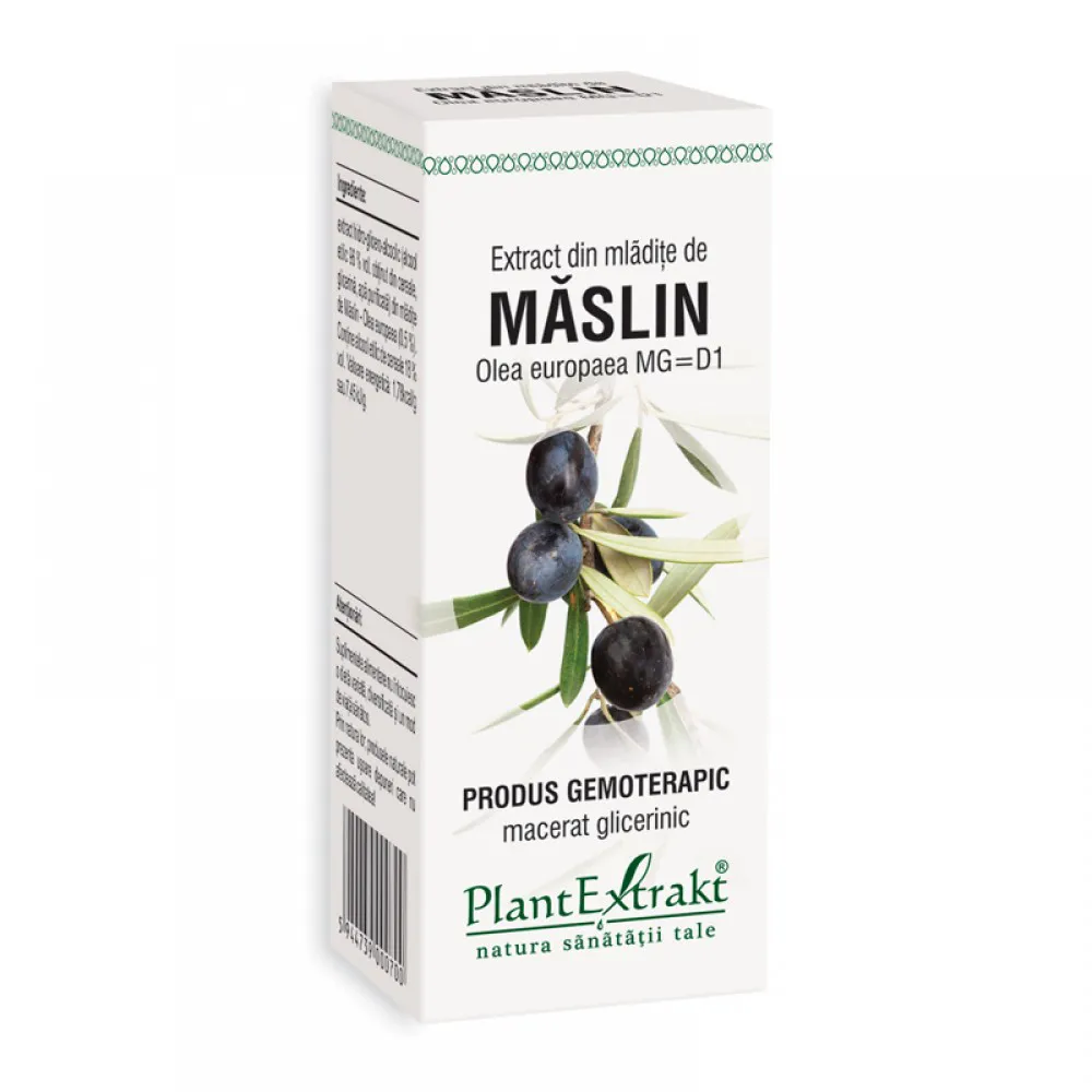 Extract din mladite de maslin - Olea Europaea (50 ml), Plantextrakt